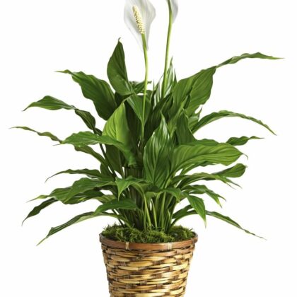 Simply Elegant Spathiphyllum (Peace Lily)