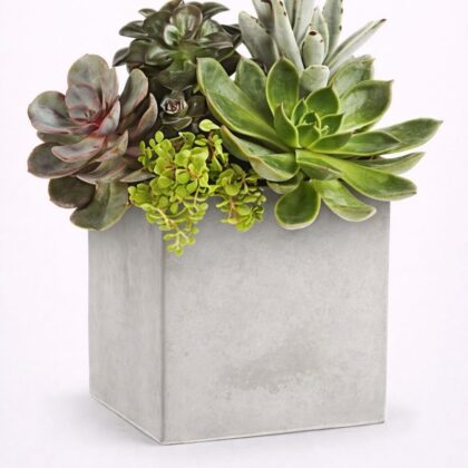 Concrete Oasis Succulent Garden