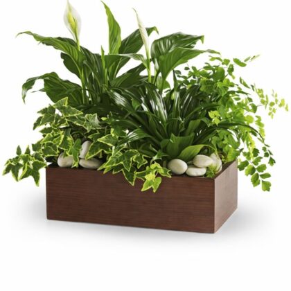 The Quiet Expressions