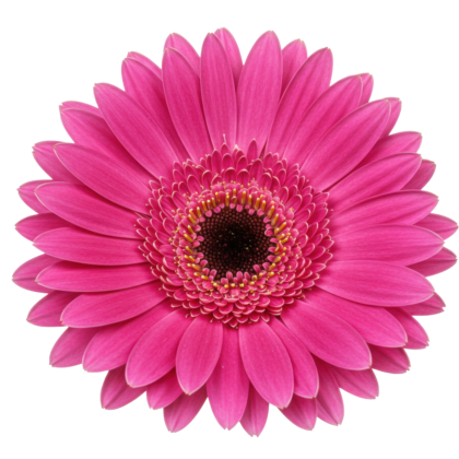 Birthday & Celebrations